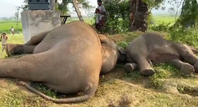 3 elephants electrocuted in Assam