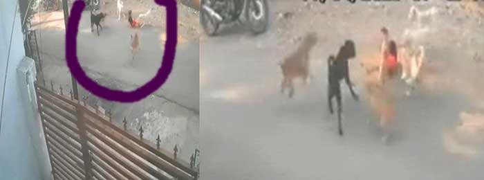 6 stray dogs maul toddler in Nagpur