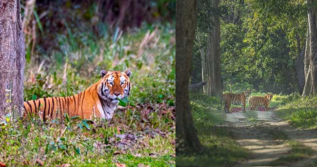 Conservation spinoffs: 8 reserves in NE benefit humans as much as tigers