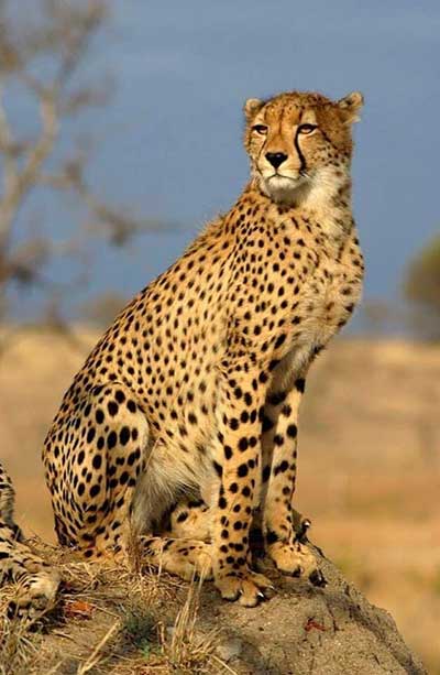 Second cheetah death at MP's Kuno within month raises questions over officials' efficiency