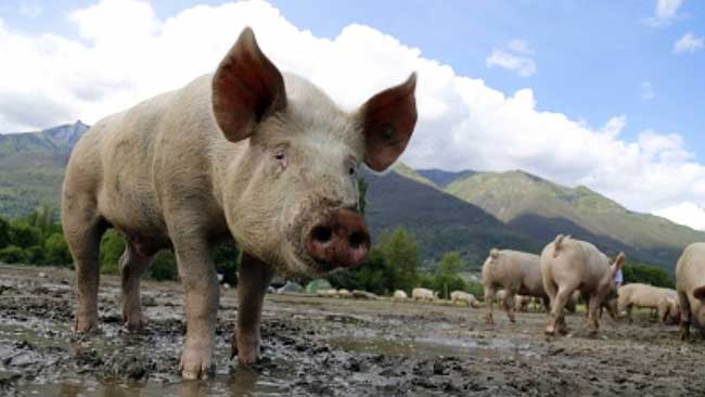 African Swine Fever Outbreak: Mizoram, Tripura, Meghalaya impose curbs