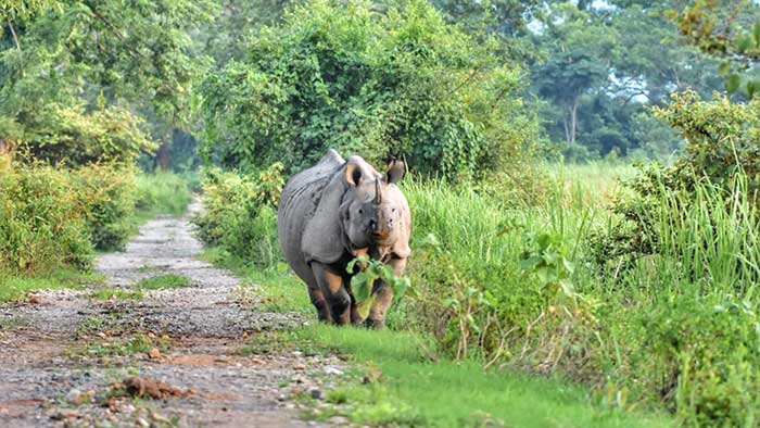 Assam: Rhino hit by speeding truck spotted by drone
