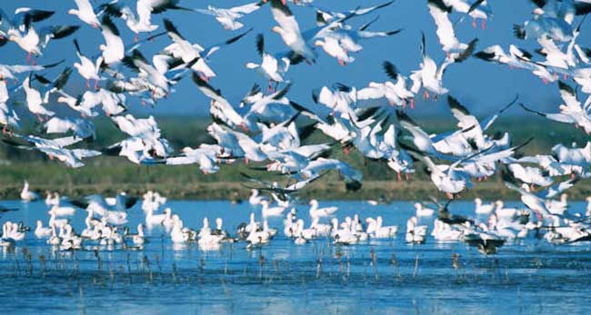 Himachal mulls to ply shikaras at migratory bird paradise of Pong wetlands