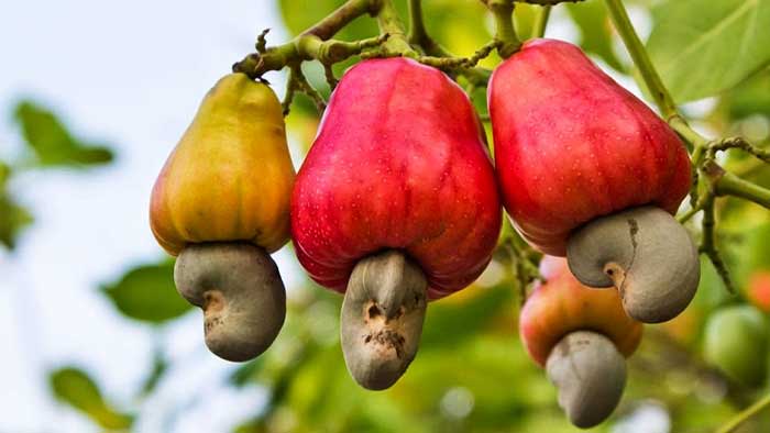 Twice the farmer’s income: Sabroom likely to get cashew nut processing unit