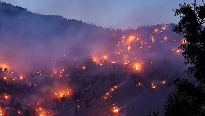 Massive fire sweeps chilgoza pine forest in Himachal