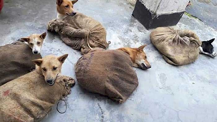 Dog smuggling goes unabated at Kanchanpur