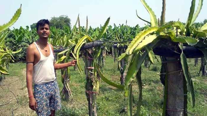 UP farmers rewrite their destiny with dragon fruit farming