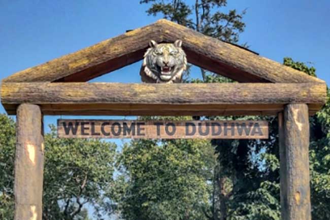 In the aftermath of 4 big cats found dead, leaves of Dudhwa forest staff cancelled