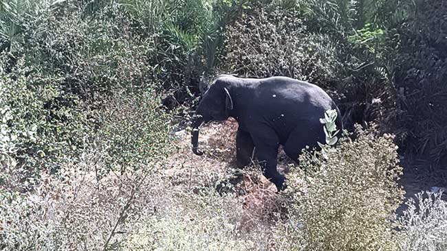 Three trampled to death as elephant goes berserk in Gorakhpur
