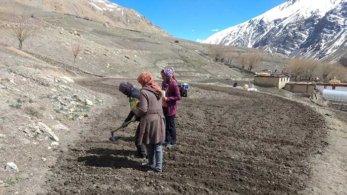 Potatoes growing at high altitude in Himachal to get global attention
