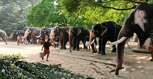 Forty-one Guruvayoor temple elephants on month-long rejuvenation from today