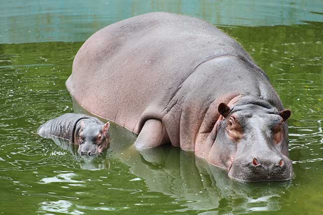 Colombia plans to fly 'cocaine hippos' part of Pablo Escobar's ex-collection to India, Mexico