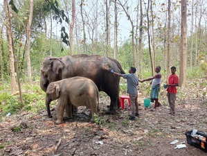 Illegally kept in Tripura, ailing elephant and her calf rescued to Gujarat's 'Vantara'
