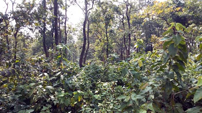 N-E India's famed biodiversity under threat due to mismanaged growth