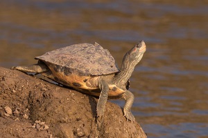 Odisha: DRI rescues 351 Indian tent turtles