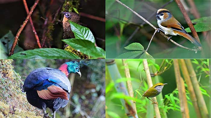 From Ladakh to Arunachal, birdwatchers join hands for Himalayan bird count