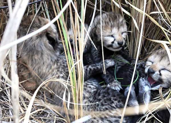 Namibian cheetah 'Siyaya' delivers four cubs at Kuno