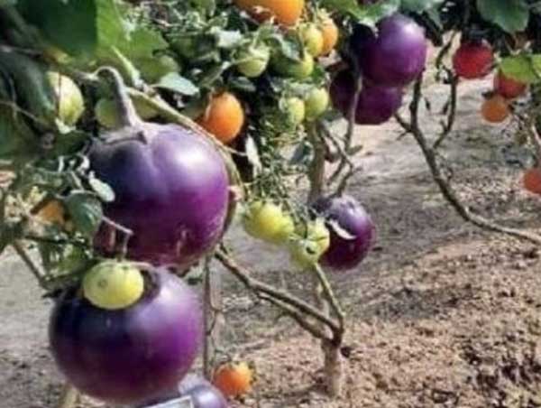 It's a pomato! Scientists grow potato and tomato in one plant