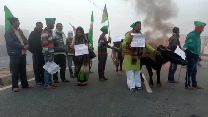 RJD workers use buffaloes, ride carts at anti-CAA protest