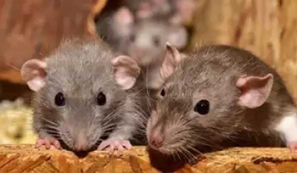 Bhopal: Rats 'nibble' at body kept in govt hospital's mortuary