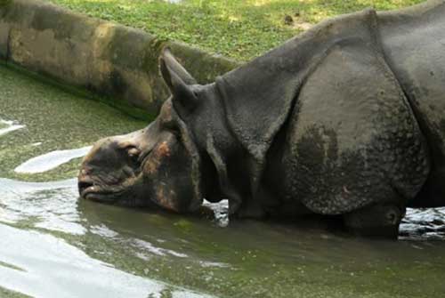 Rhino carcass in Manas National Park: Authorities say animal died due to infighting