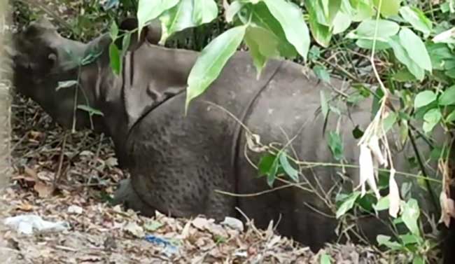 Rhino enters Assam village, triggers panic among locals
