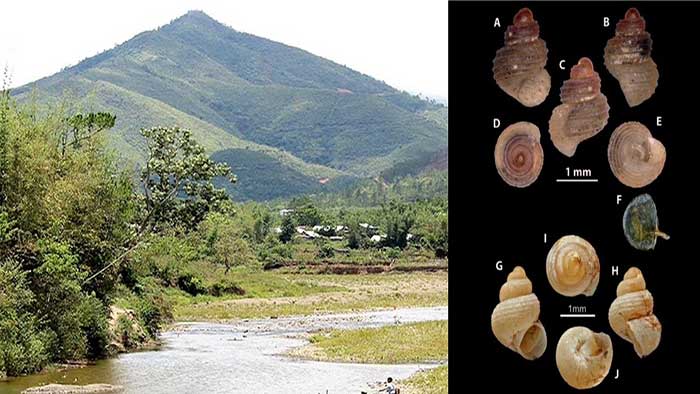 Scientists discover snail species in M'laya cave, conduct study on mollusc across NE