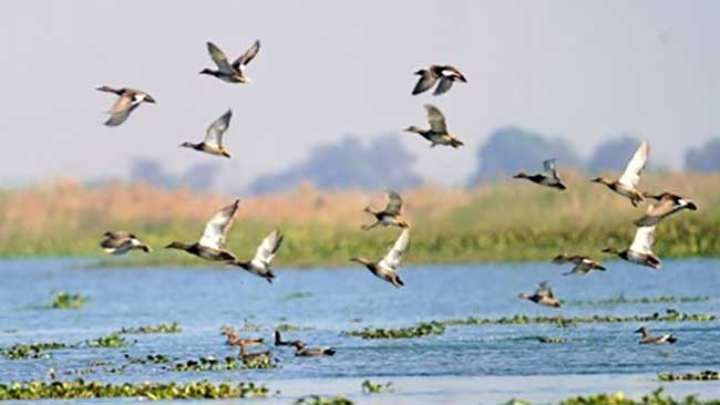 TN sets up authority to monitor bird sanctuaries in state