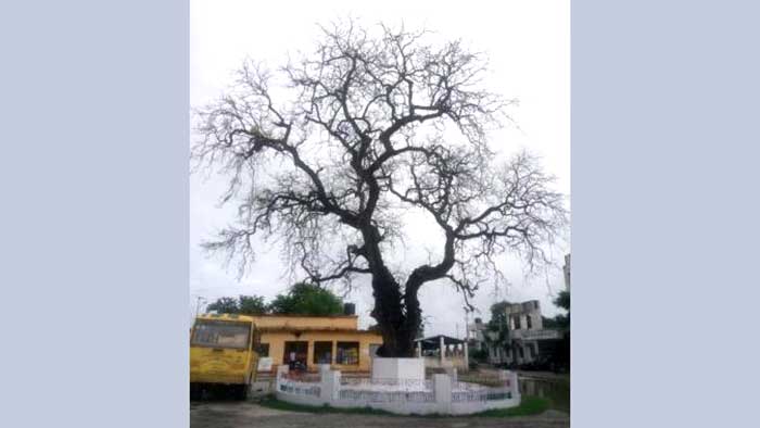 This Neem tree witnessed the Champaran Satyagrah