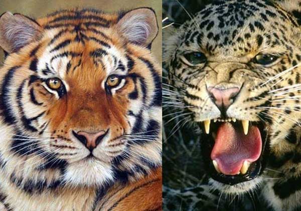 120 tigers and 209 leopards died in Madhya Pradesh in 5 years