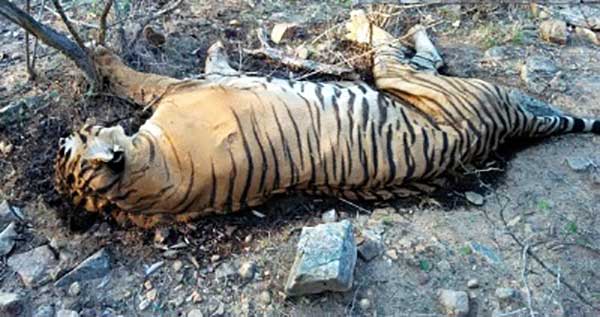 Tigress dies of injuries in MP's Bandhavgarh Reserve