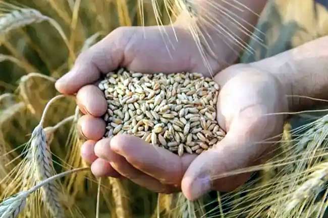 World food prices decline amid relief after Ukraine grain exports resume: FAO