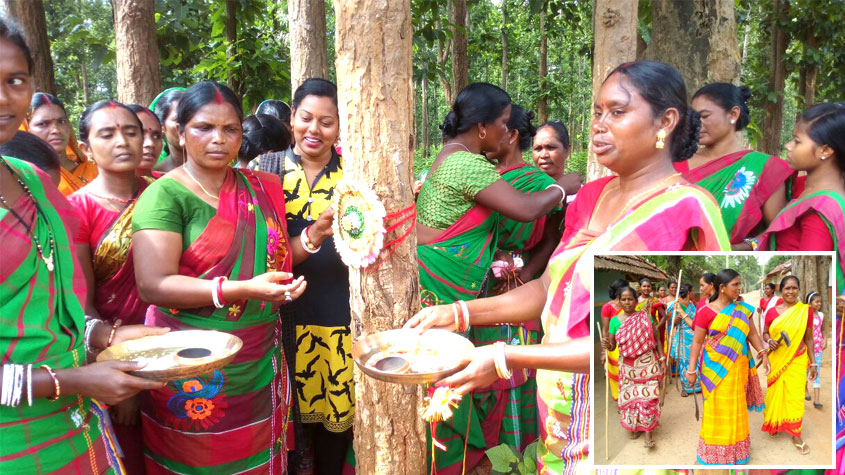 Women power: How a forest was saved from timber mafia