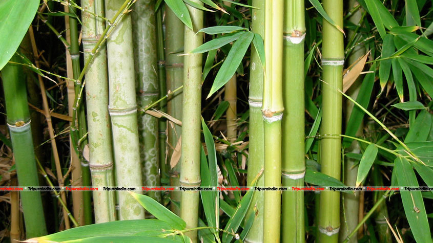 Bamboo plantation comes to zero level by sale of bamboo shoots