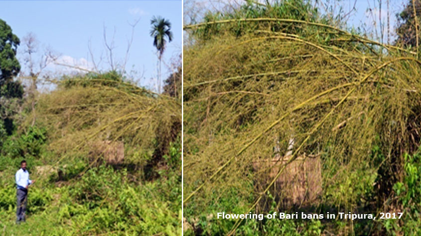 A Rare Phenomena of Sporadic Flowering of Bambusa vulgaris (Bari) in Tripura