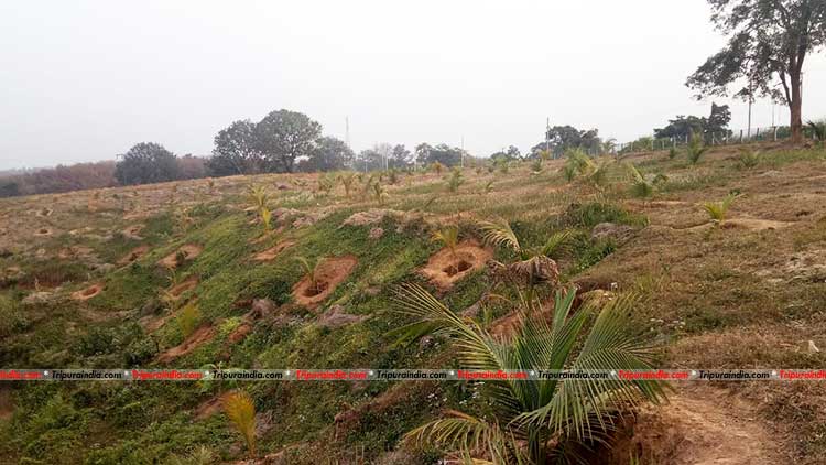 CDB mulls plans to improve coconut plantation in Tripura