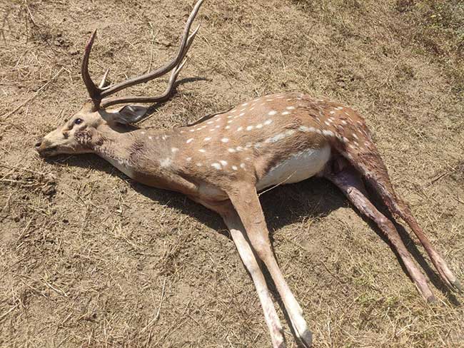 Heads roll in Bengal Safari Park as 27 spotted deer die in 2 months