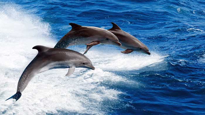 India's 1st dolphin research centre to come up after 8-yr delay