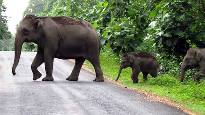 No more chilli attacks on elephants in Uttarakhand