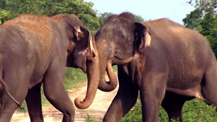 Musth fight ends a jumbo life