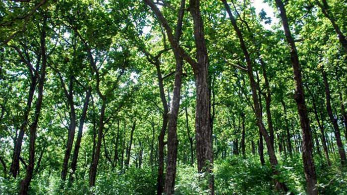 Increase of 5,188 sq kms in India's forest, tree cover