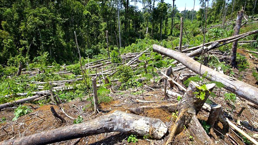 Forest smugglers vacate 50 pc trees at Atharomura