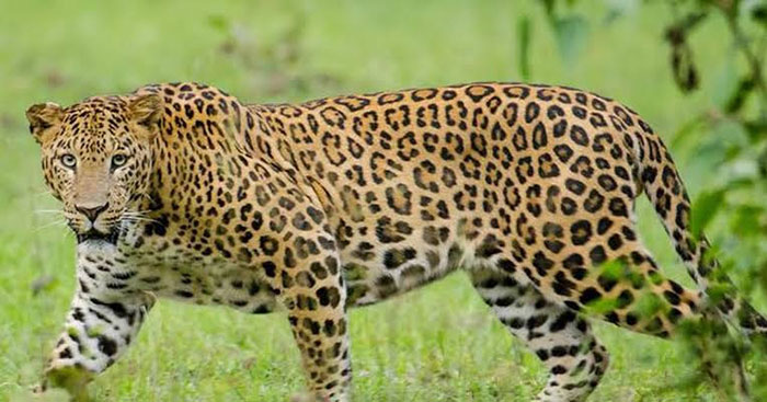 Four injured in leopard attack in J&K's Pulwama