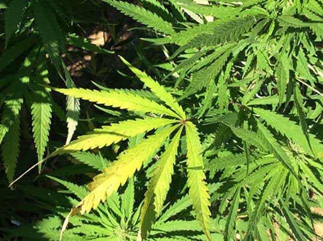 Marijuana plantation found on Gujarat University hostel campus