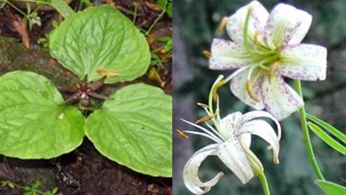 Himachal advocates cultivation of medicinal plants
