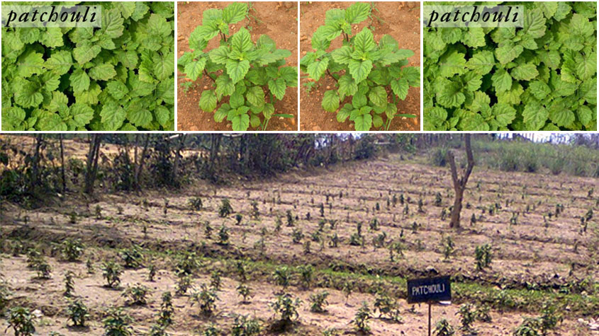 Patchouli Cultivation - A Potential Scope in Tripura