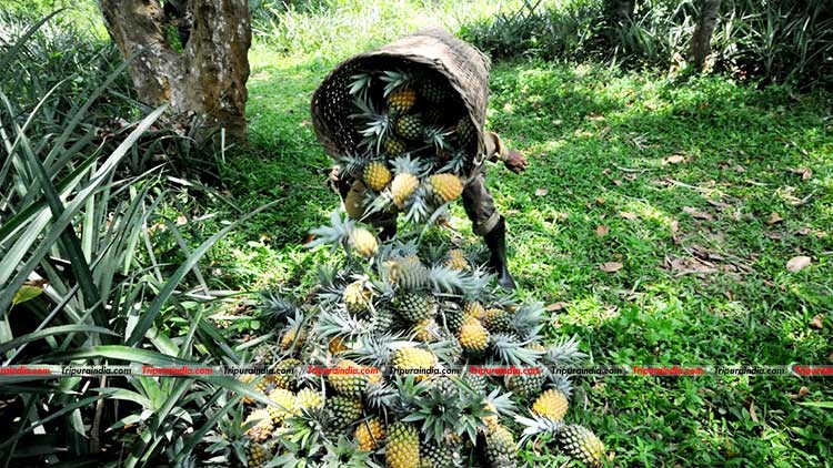 Fruit production: a matter of concern