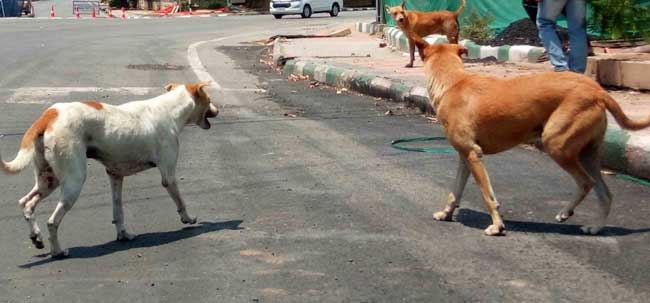 150 dog bite cases in Bihar's Muzaffarpur in past 24 hrs