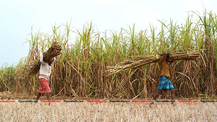 Sugarcane: farmers crave govt.’s initiative