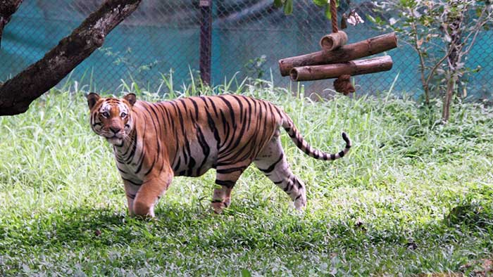 With Pilibhit setting global benchmark, UP to get 4th tiger reserve at Ranipur